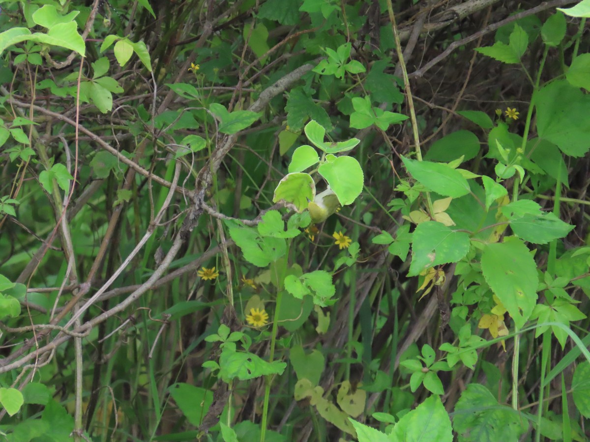 Swinhoe's White-eye - ML620440030