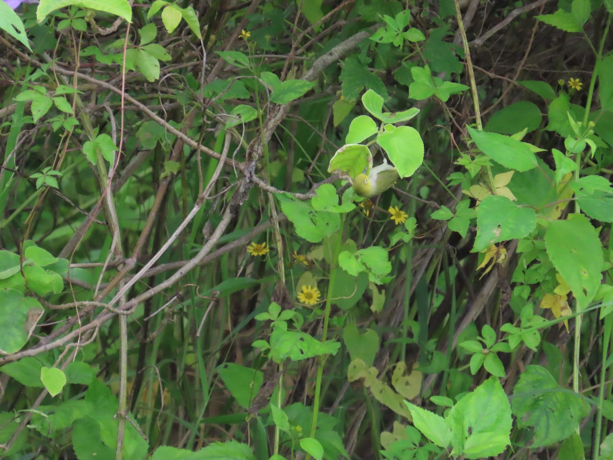 Swinhoe's White-eye - ML620440031