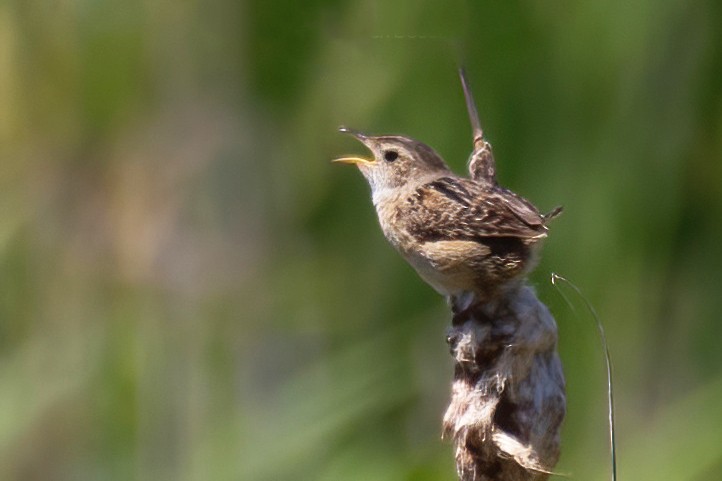 Marsh Wren - ML620440032