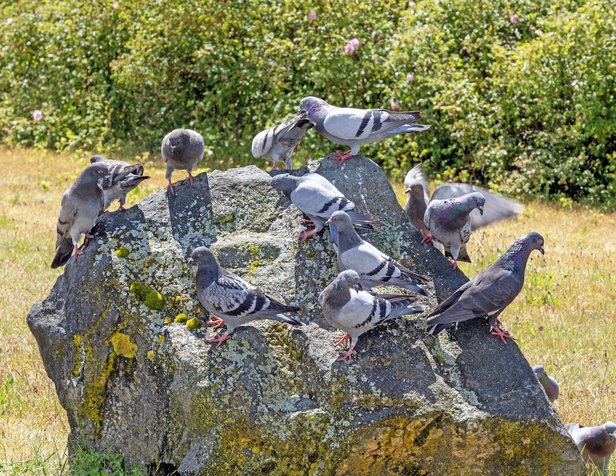 Rock Pigeon (Feral Pigeon) - ML620440036