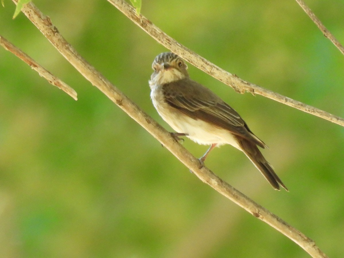 Spotted Flycatcher - ML620440038