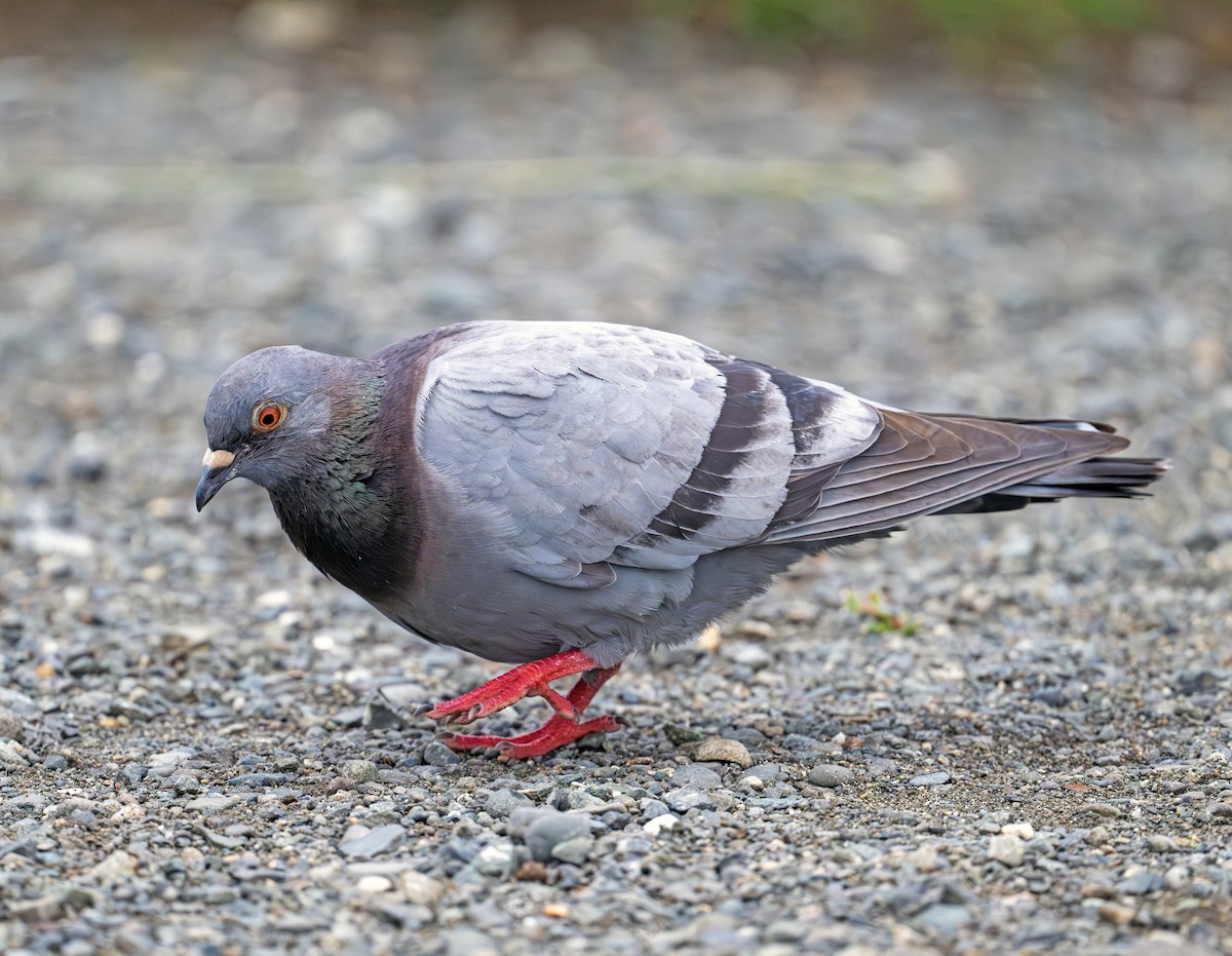 Rock Pigeon (Feral Pigeon) - ML620440041