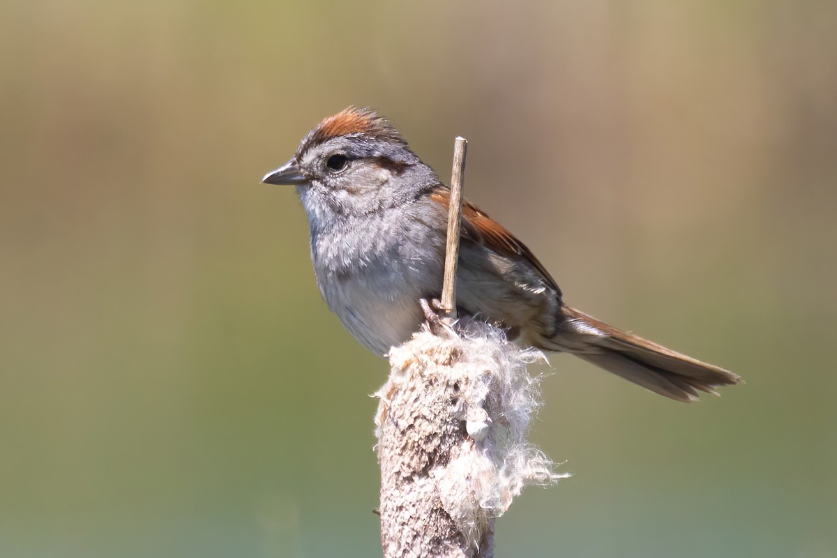 Swamp Sparrow - ML620440042