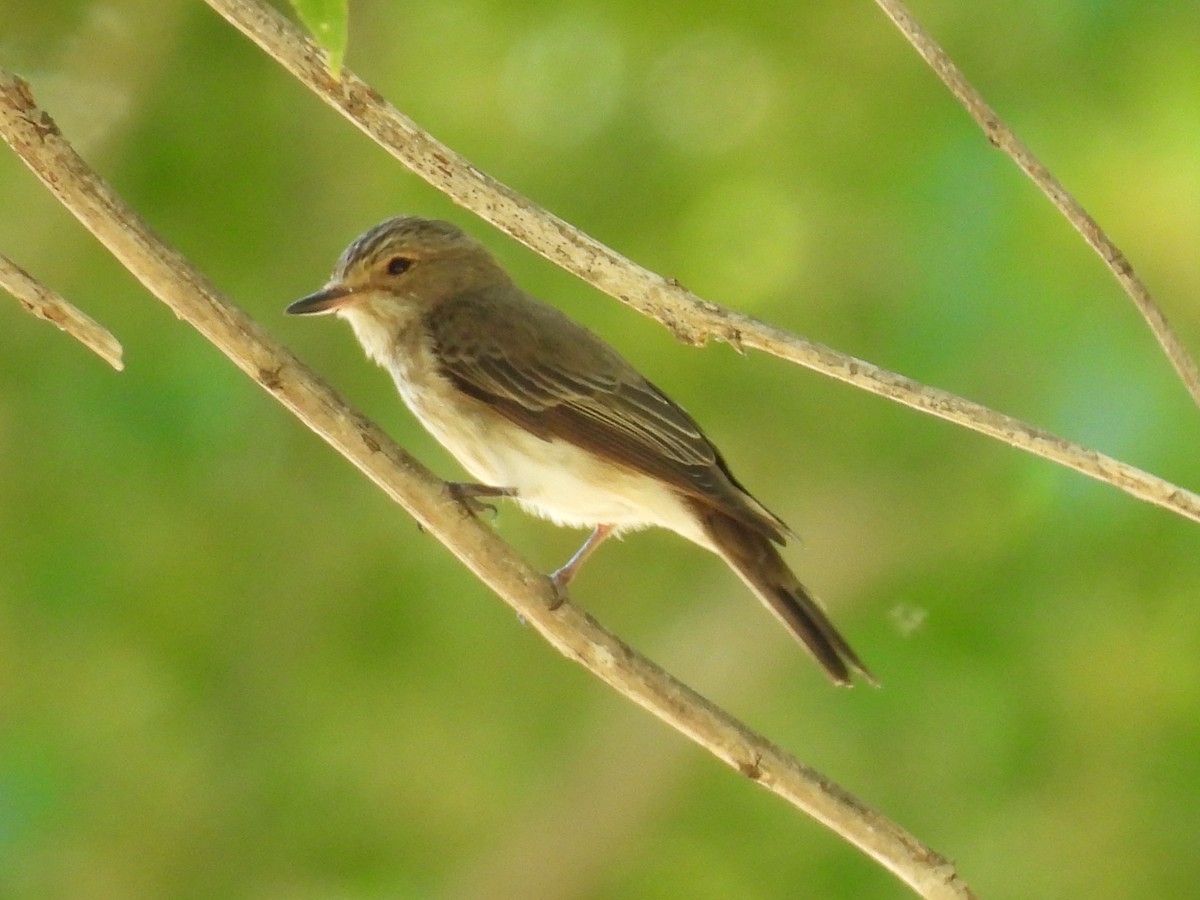 Spotted Flycatcher - ML620440043