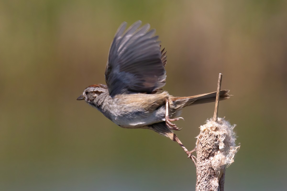 Swamp Sparrow - ML620440047