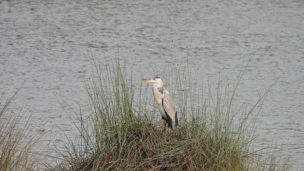 Gray Heron - ML620440049