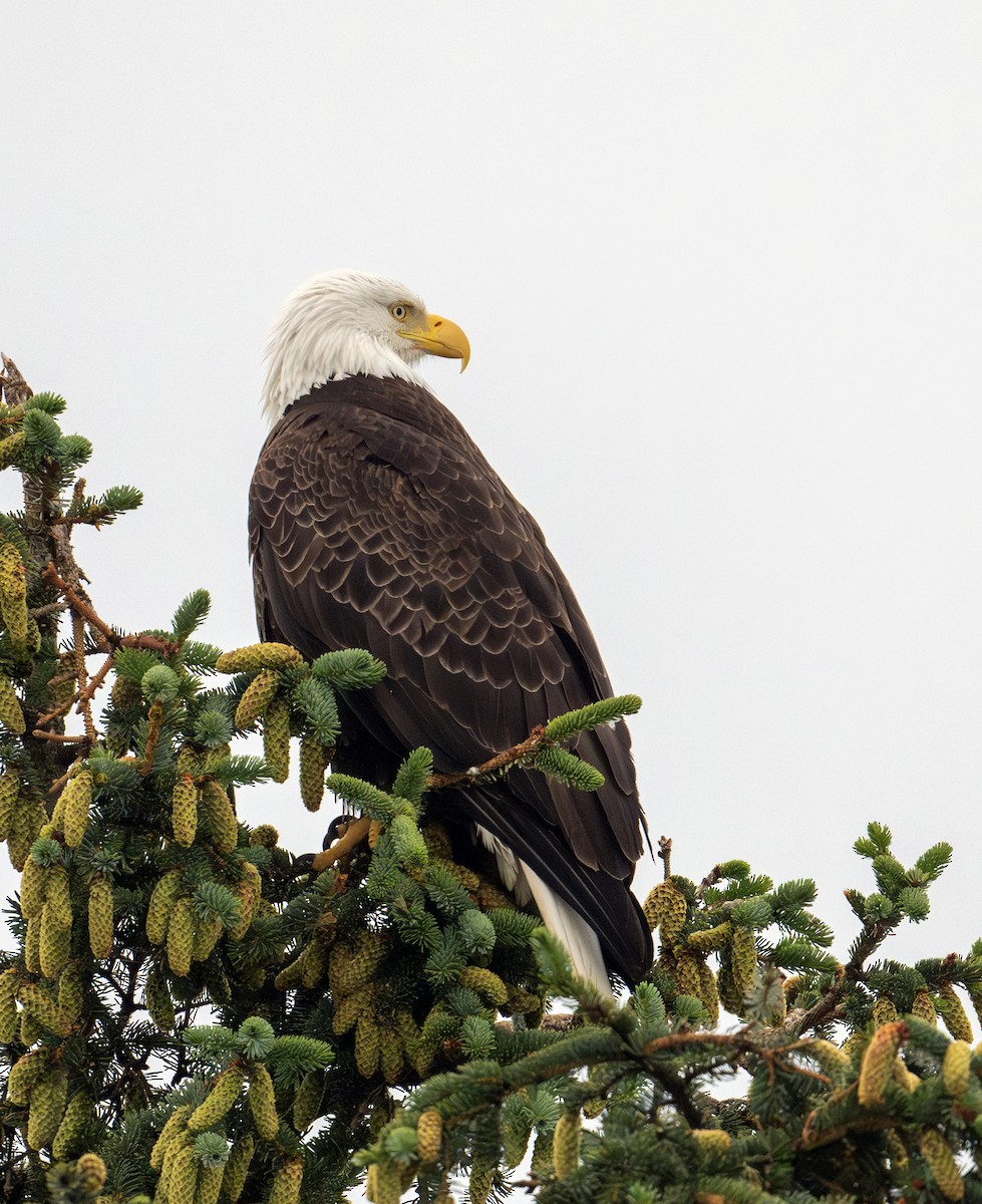 Bald Eagle - ML620440051