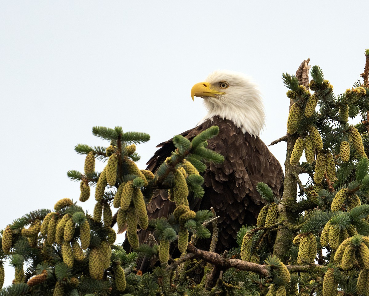 Bald Eagle - ML620440052