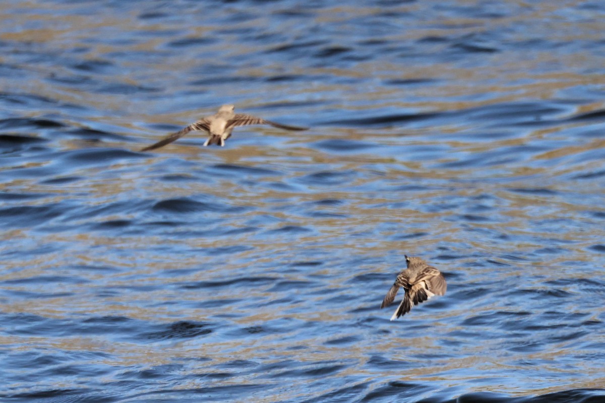 Tawny Pipit - ML620440062