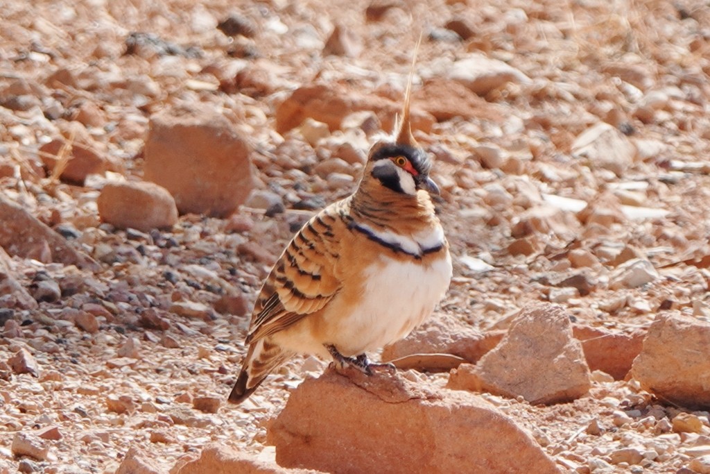 Spinifex Pigeon - ML620440069