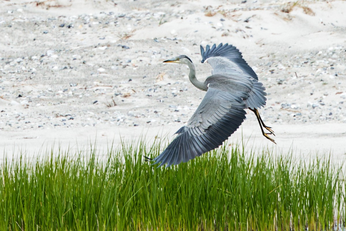 Gray Heron - ML620440071