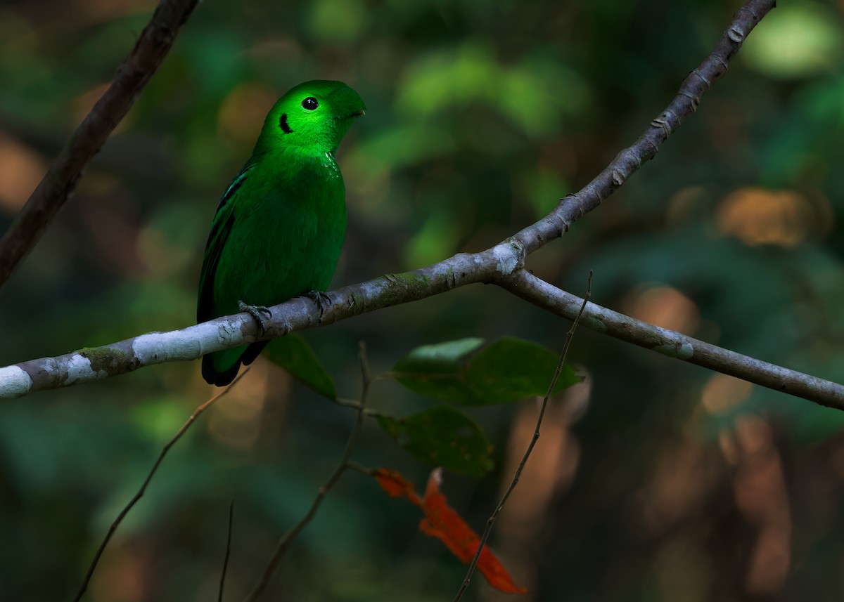 Green Broadbill - ML620440087