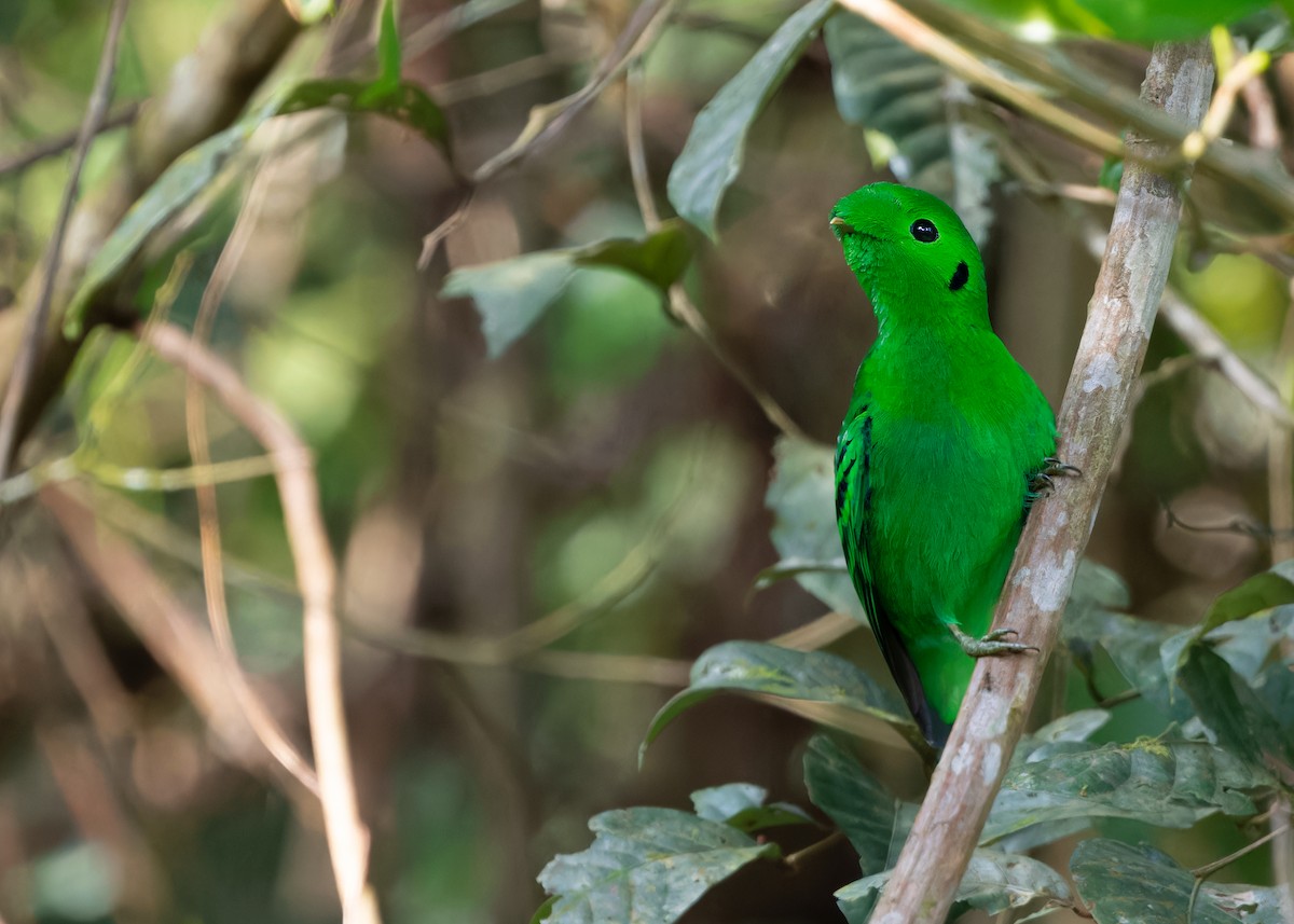 Green Broadbill - ML620440088