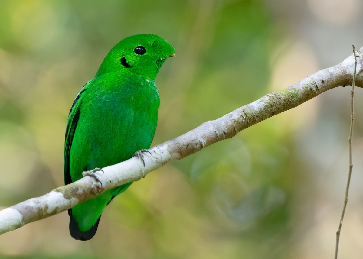 Green Broadbill - ML620440089