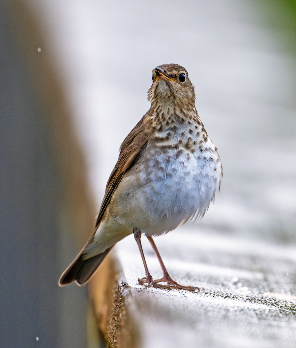 Swainson's Thrush - ML620440093