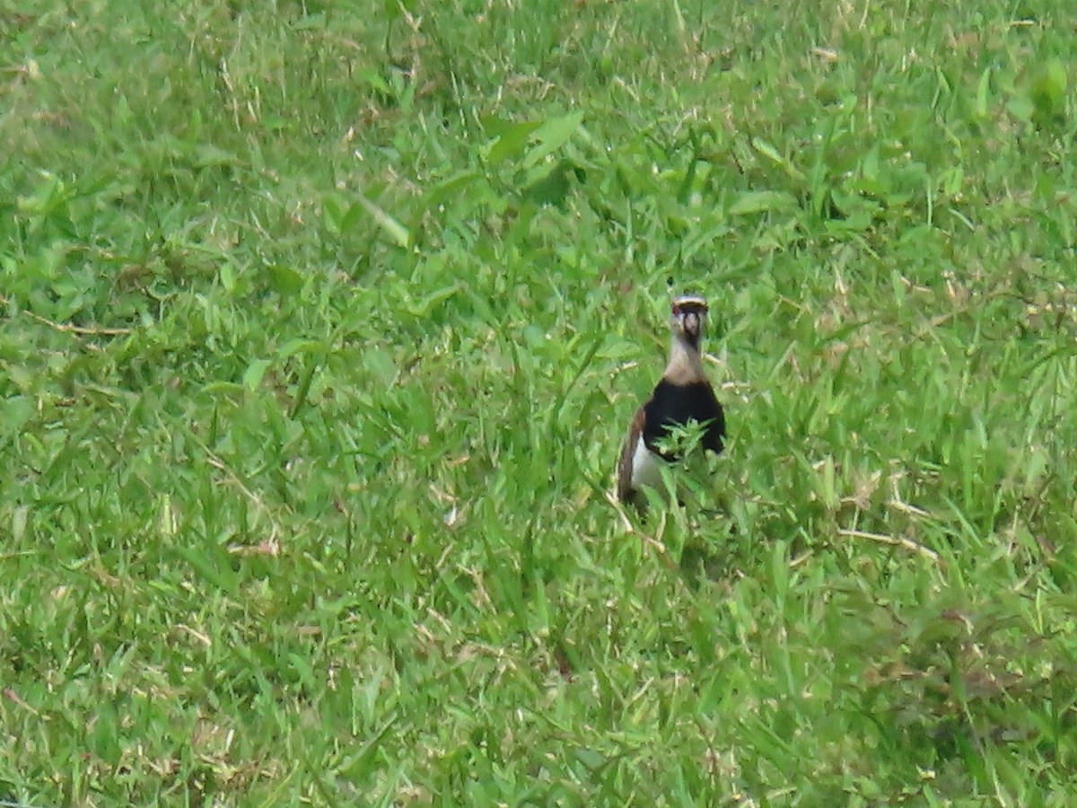 Southern Lapwing - ML620440094