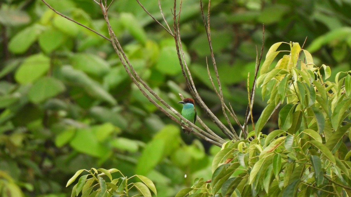 Guêpier à gorge bleue - ML620440098