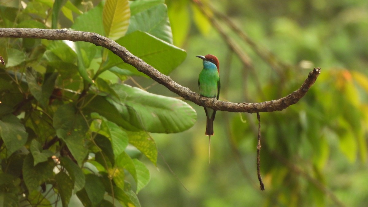 Blue-throated Bee-eater - ML620440099