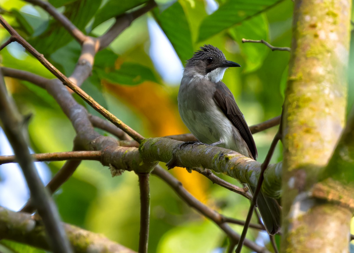 Cinereous Bulbul (Cinereous) - ML620440103