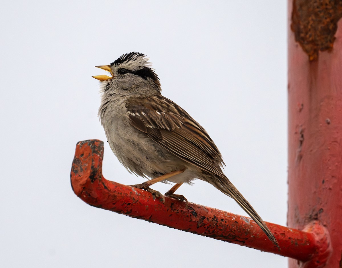 White-crowned Sparrow - ML620440106