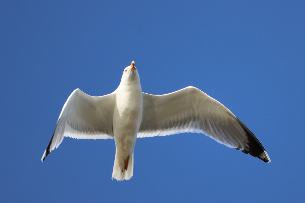 Yellow-legged Gull - ML620440111