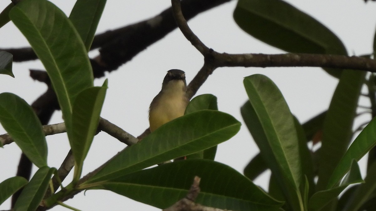 Prinia à ventre jaune - ML620440115