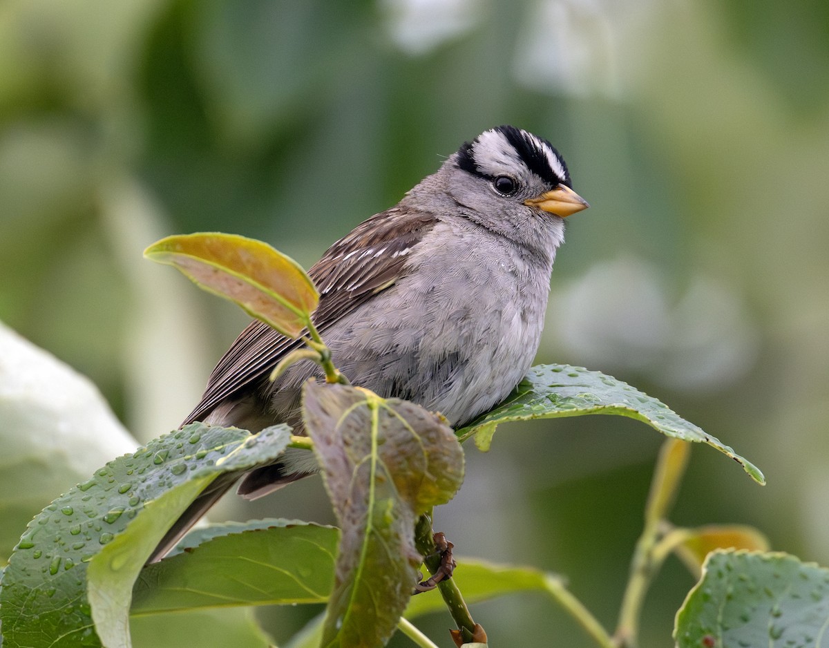 White-crowned Sparrow - ML620440118