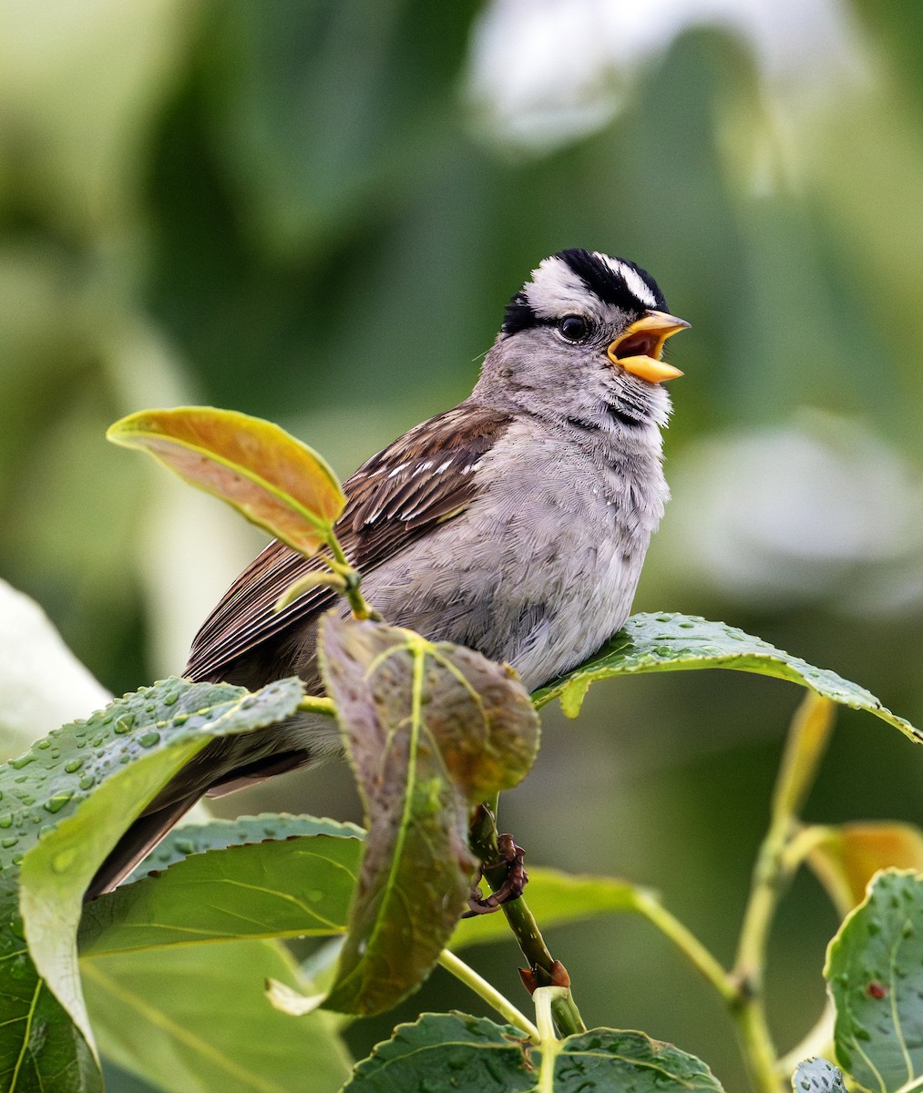 White-crowned Sparrow - ML620440119