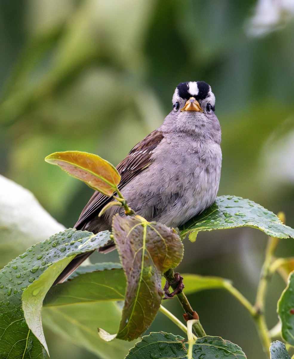 White-crowned Sparrow - ML620440120