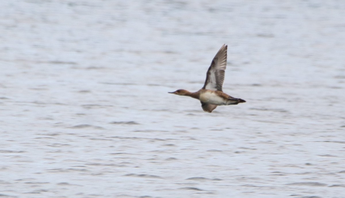 Hooded Merganser - ML620440121