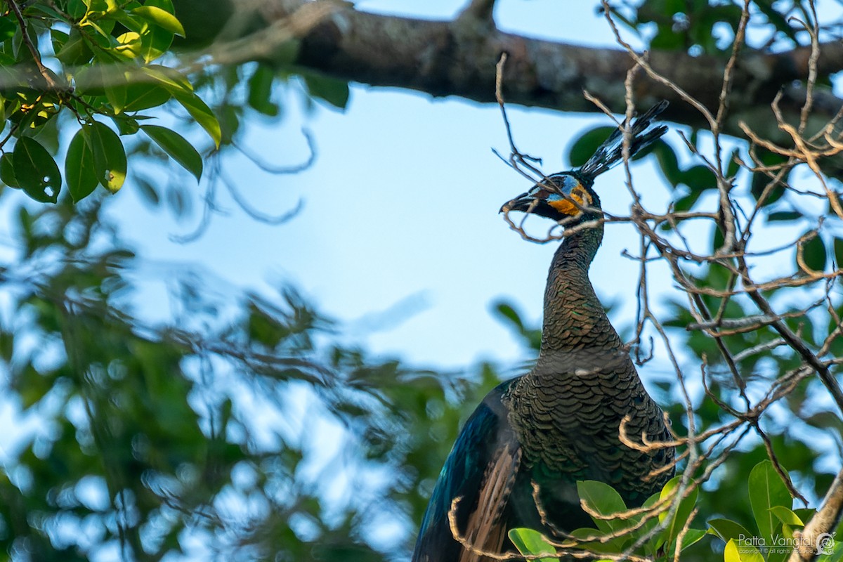 Green Peafowl - ML620440127