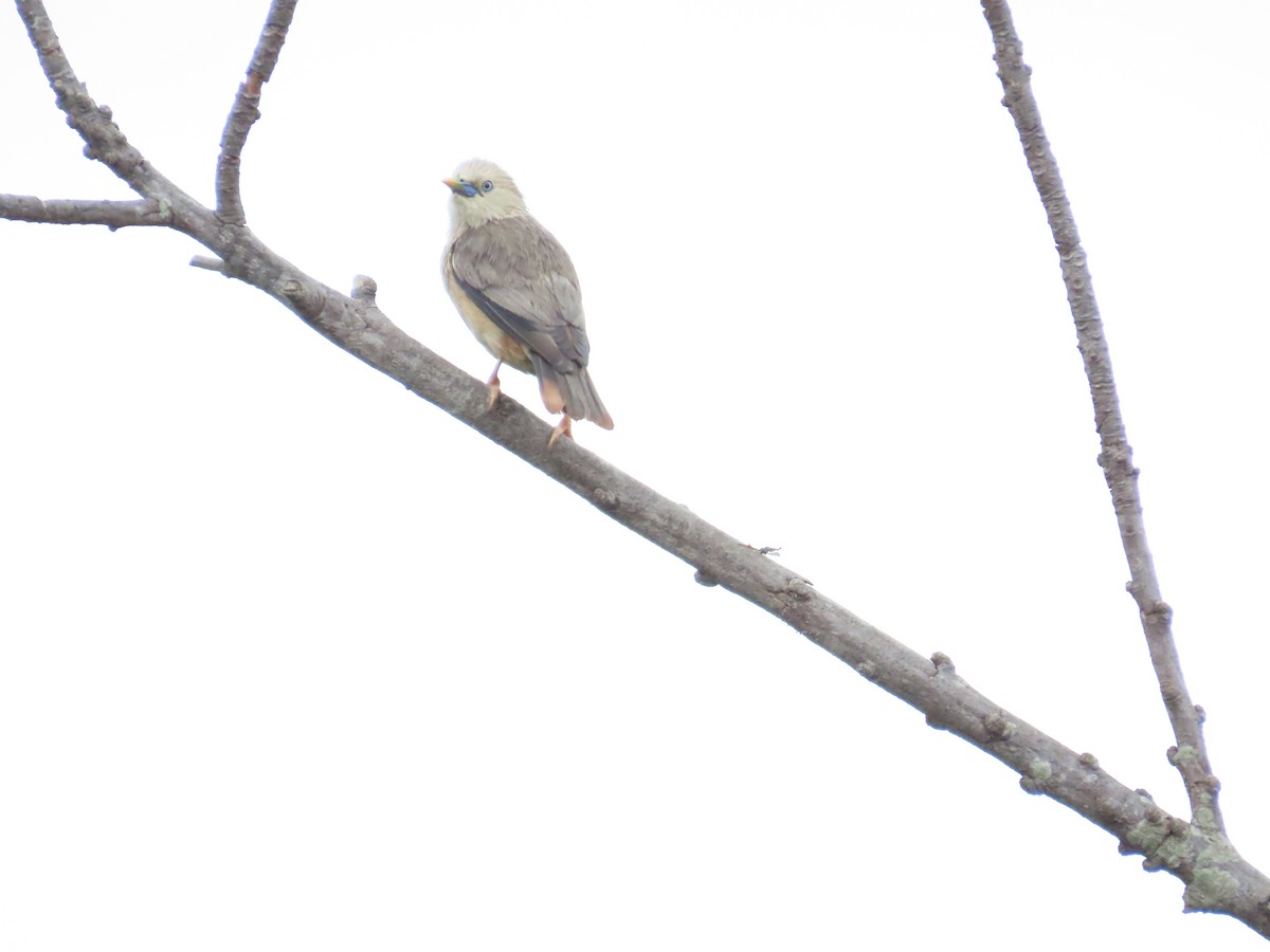 Chestnut-tailed Starling - ML620440129