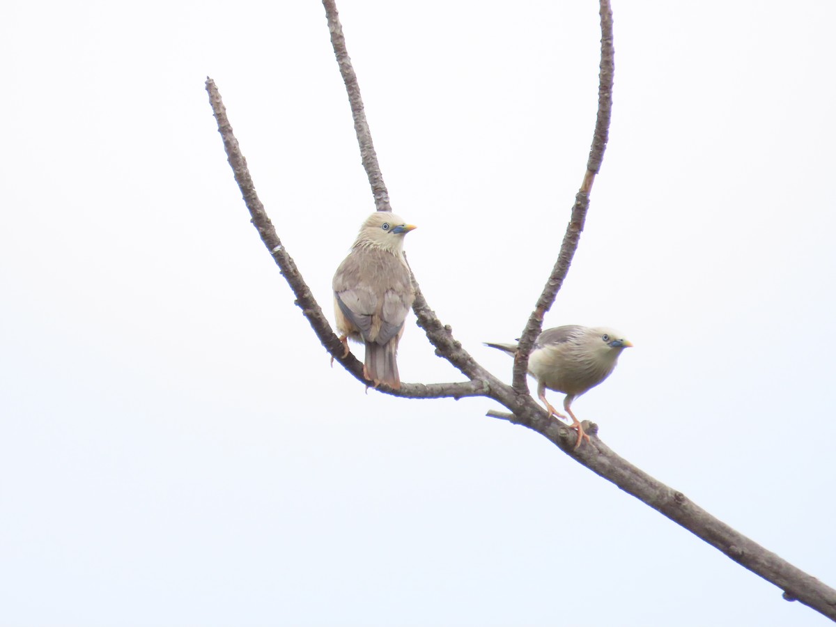 Chestnut-tailed Starling - ML620440131