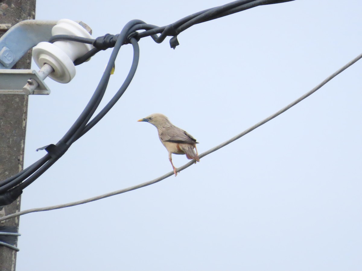 Chestnut-tailed Starling - ML620440134