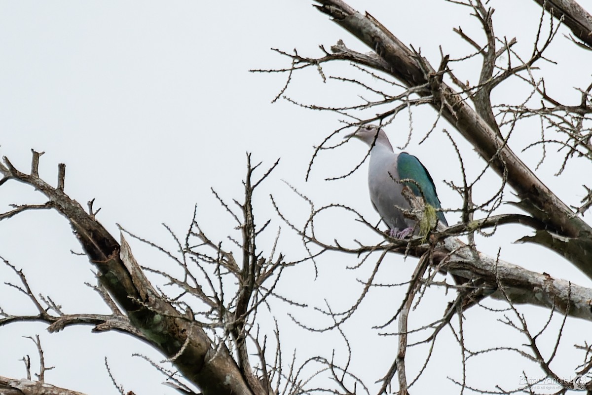 Green Imperial-Pigeon - ML620440138