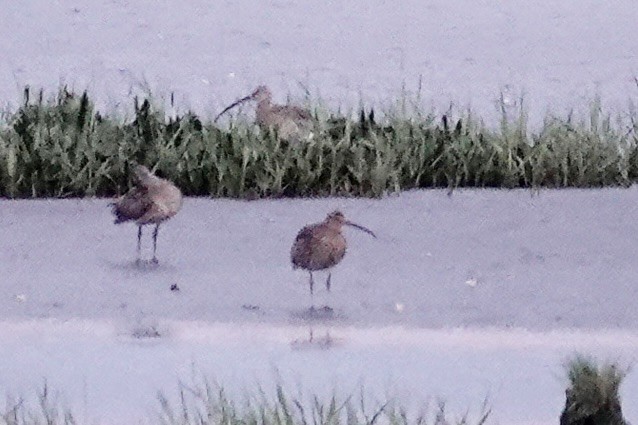 Eurasian Curlew - ML620440144