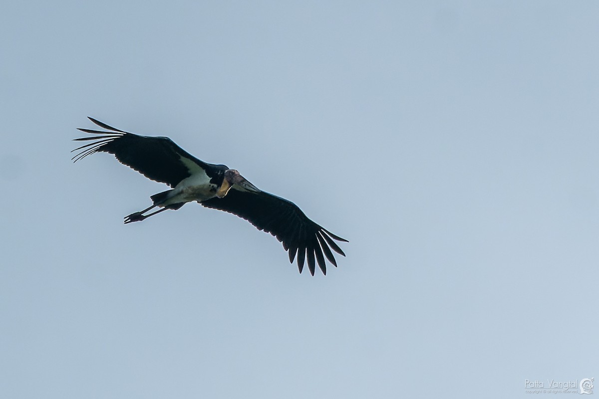 Lesser Adjutant - ML620440145