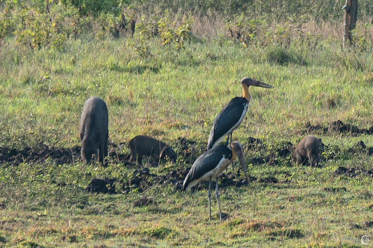 Lesser Adjutant - ML620440146