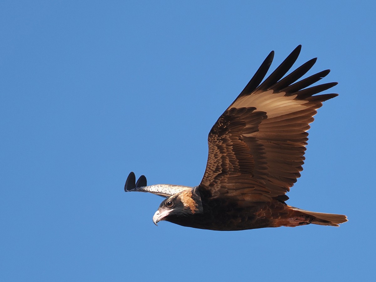 Black-breasted Kite - ML620440149