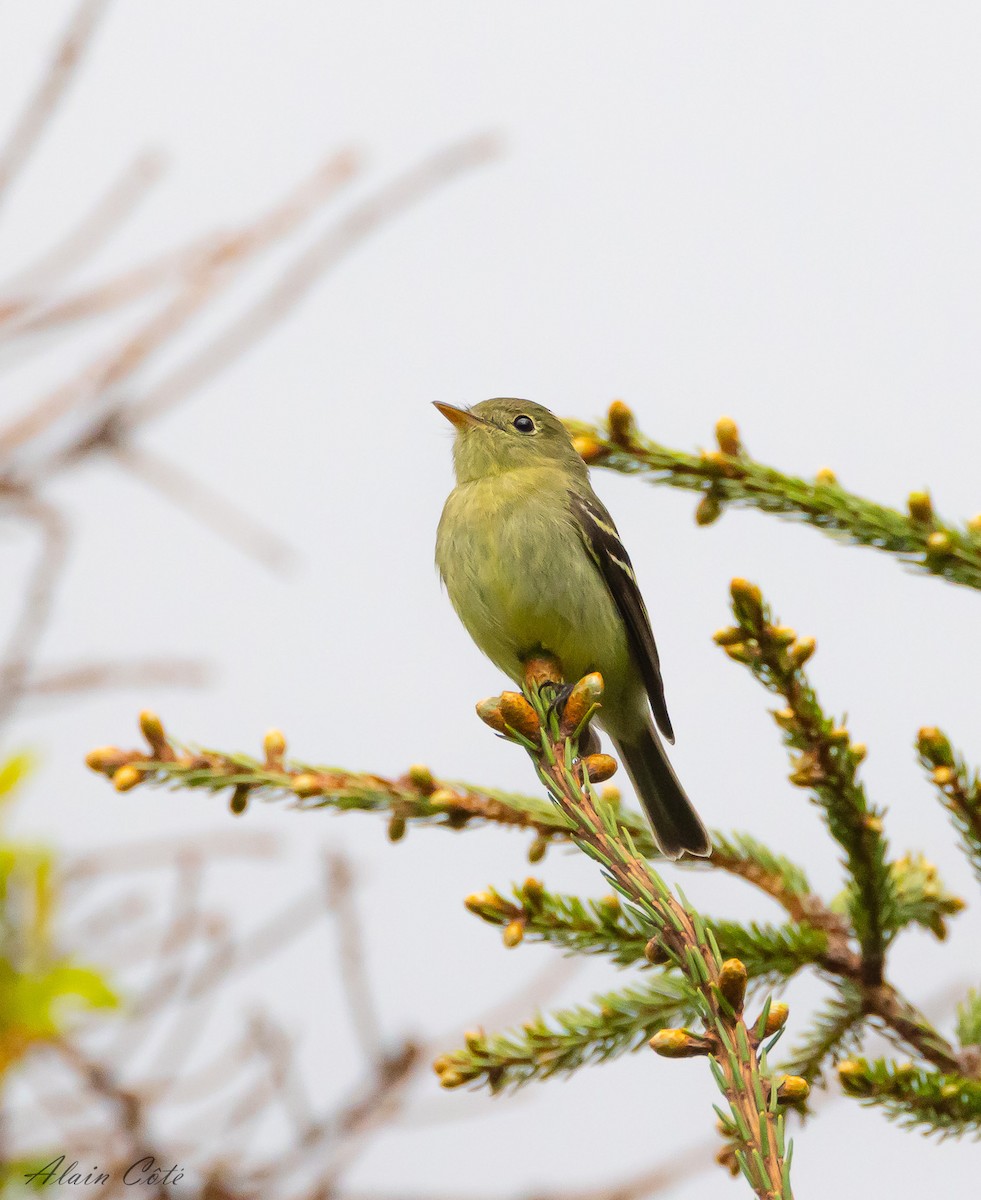 Yellow-bellied Flycatcher - ML620440152