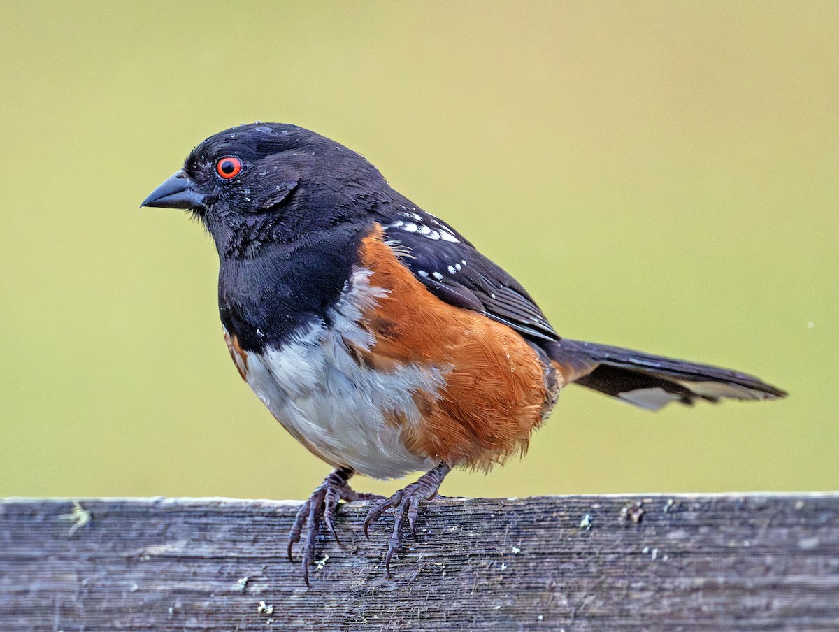 Spotted Towhee - ML620440156