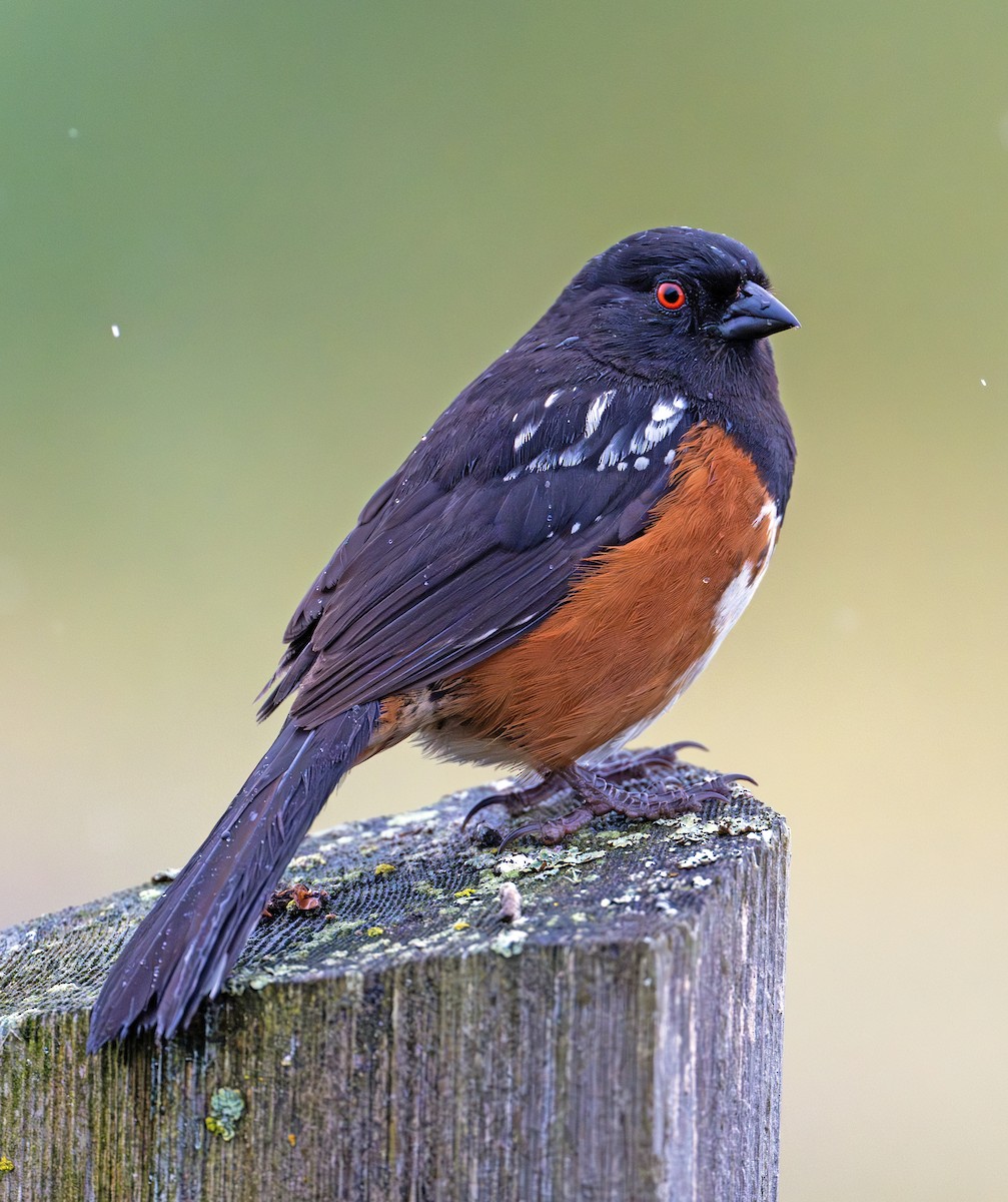 Spotted Towhee - ML620440157