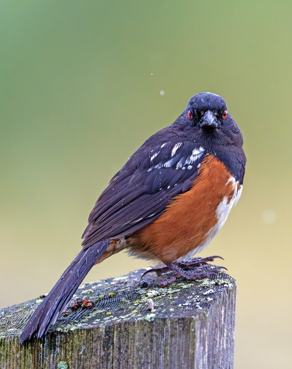 Spotted Towhee - ML620440158
