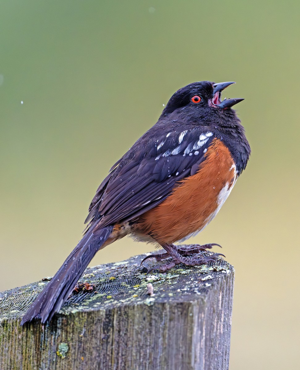 Spotted Towhee - ML620440159