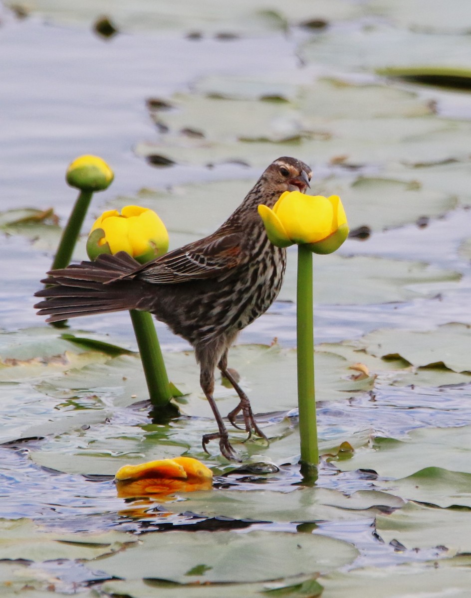 Red-winged Blackbird - ML620440164