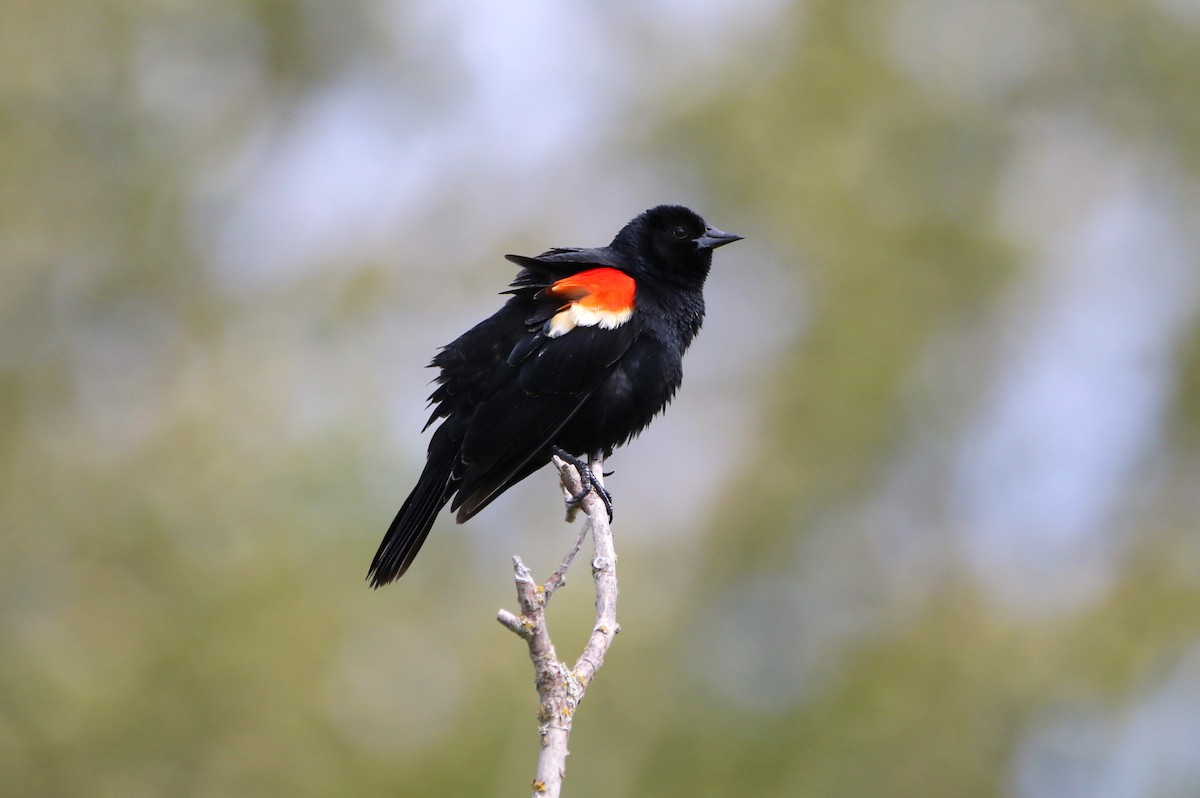 Red-winged Blackbird - ML620440165