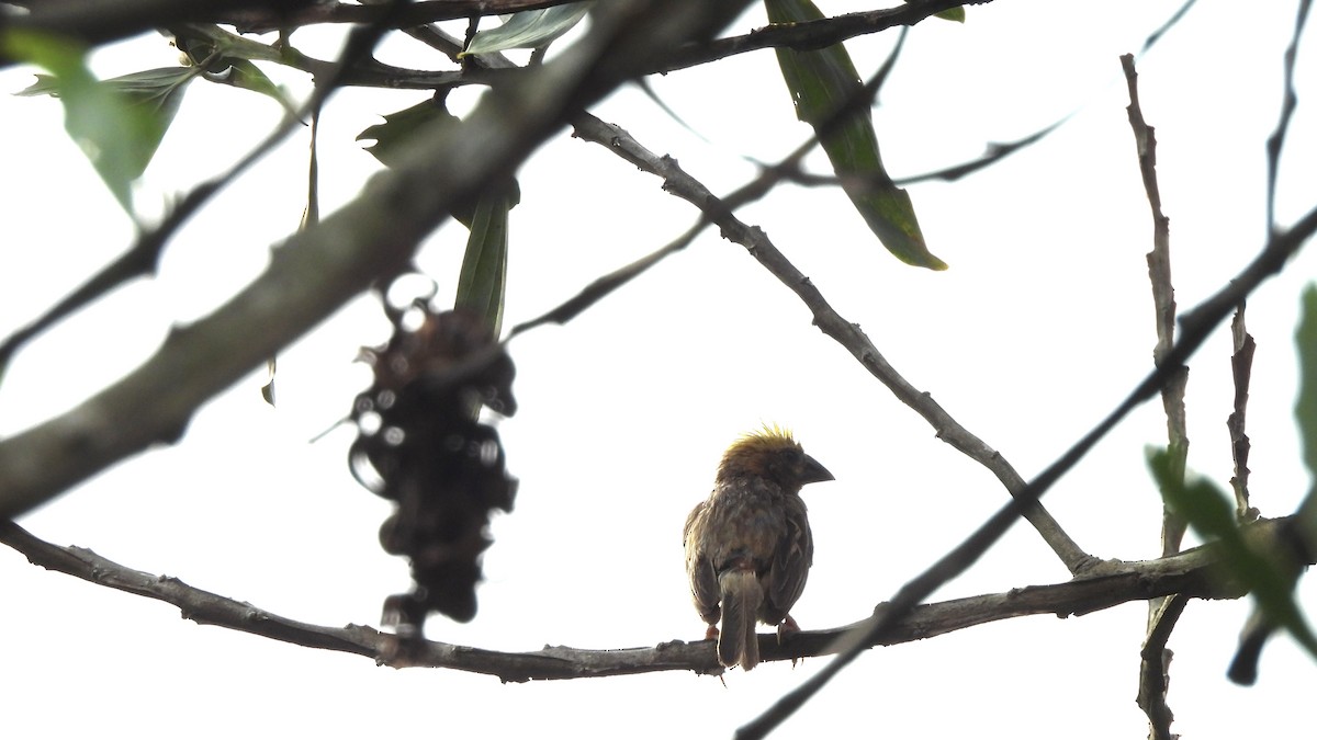 Baya Weaver - ML620440166