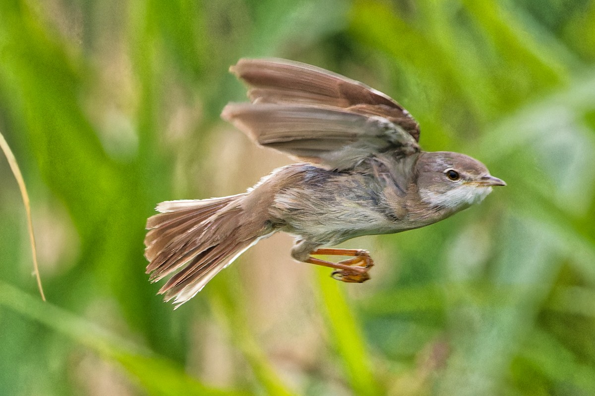 Greater Whitethroat - ML620440168