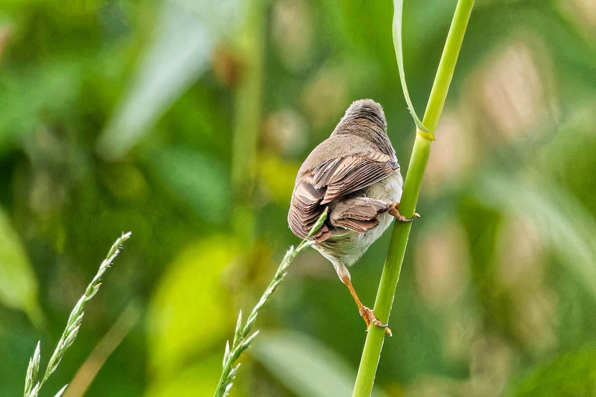 Greater Whitethroat - ML620440171