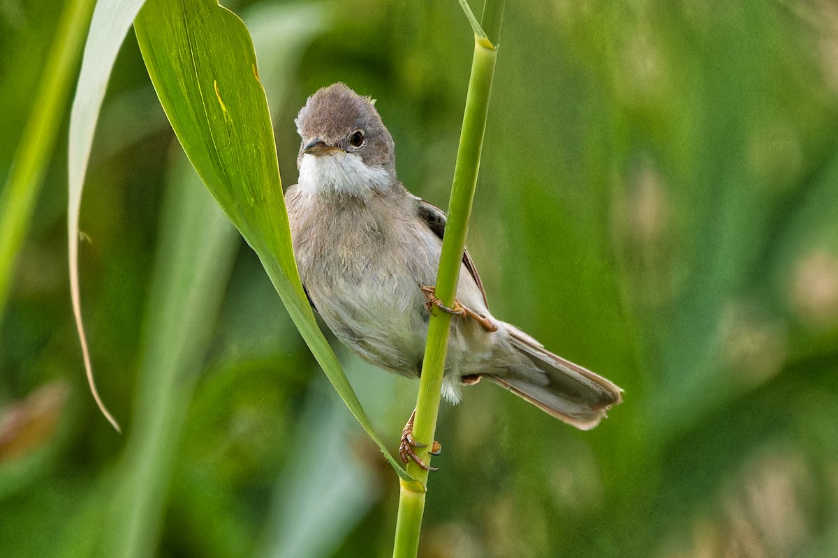 Greater Whitethroat - ML620440172